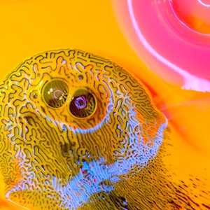 SEEDS LIKE US (Roy Division Mix)