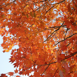 전하지 못한 가을