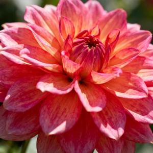 提起梦想只剩苦笑 (Cover 曾诗涵)