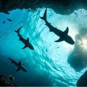 洋流之梦安眠曲