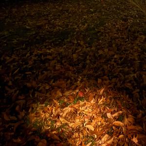 Autumn.