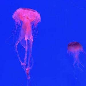 蓝色大海的传说（翻自 尹美莱）