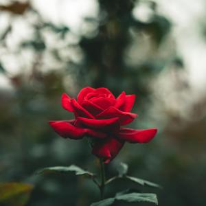 雲33210 - 不该用情(女声版)_01