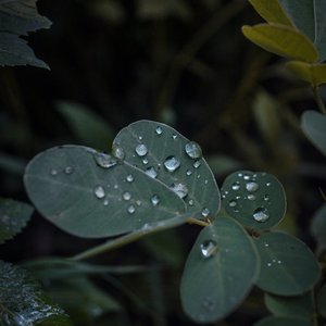 大雨还在下（拇指琴版）