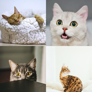 诗意的可爱猫咪节奏