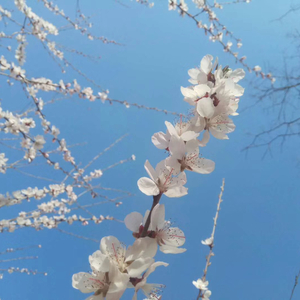 今天的主人一定在家