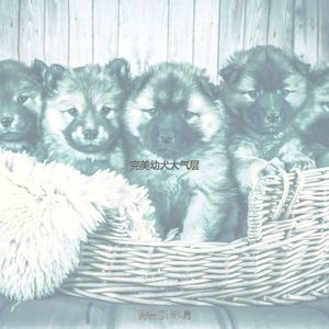 诗意的孤独的狗节奏