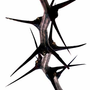 Thorns