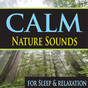 Calm Bubbling Stream