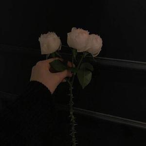 red velvet / white rose