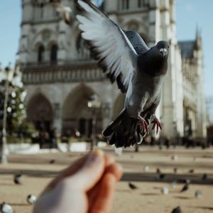 Kaptar Baktim(鸽子爱好者)