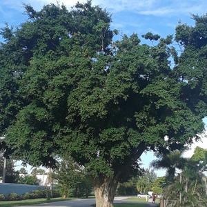 TRUTH | אֱמֶת | EMET | EARTH GYRL | ORIGINAL MUSIC | HEBREW | עברית