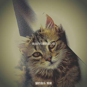 安静的小猫声音