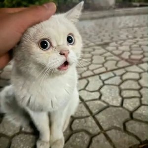 替罪的回响