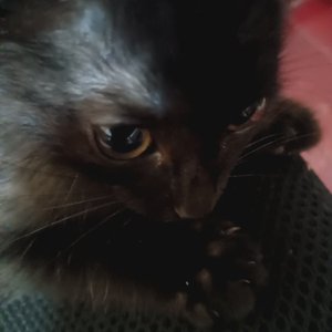 社恐的小黑猫弟弟