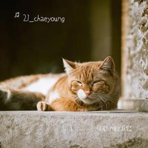 晒着太阳的懒猫