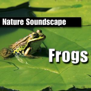 Frogs (Nature Sounds Only)
