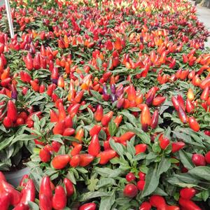 קשובה לליבך רימיקס ברלין