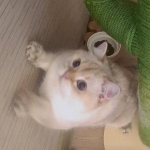 孤单小猫拯救指南（奶茶歌歌）