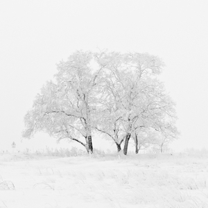 Elves in the Woodlands