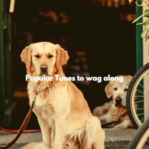 Friendly (The Cutest Puppy)