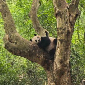 咒世长恨