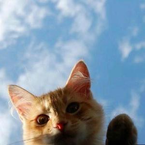 晚安喵(翻唱-艾索)