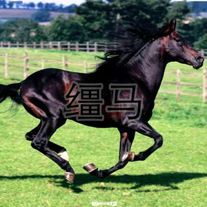 Free 中国风 x Jersey Club Type Beat “缰马”