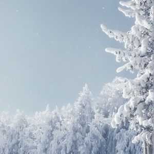 光驻故乡