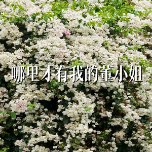 哪里才有我的董小姐