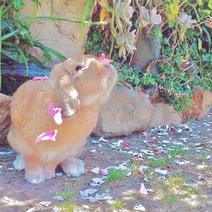 소나기（Cover I.O.I)（翻自 I.O.I）