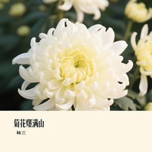 菊花爆满山（Cover 马博）