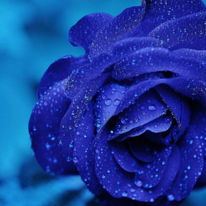 蓝色玫瑰