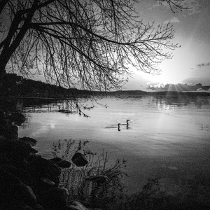 Loons at Chetek lake II
