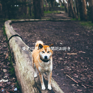 Fantastic Backdrops for A Still Mind