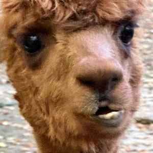 Keine Schiebung ohne Ziehung