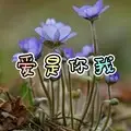 38度6 (虎牙版)