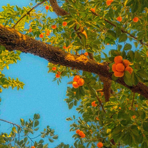 under the mango tree