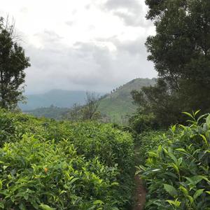 Tea Fields of Coonoor