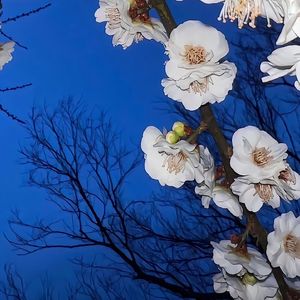 《银杏书签》moy-想念-民谣