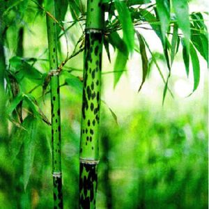 斑竹泪龚（翻自 龚阳平）