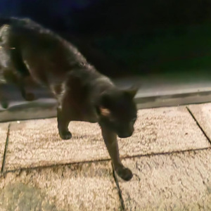 【Free】“Sudden Death”