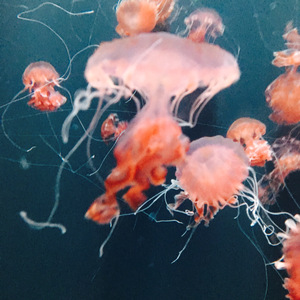 Fatal lover（Prod by Simon5）