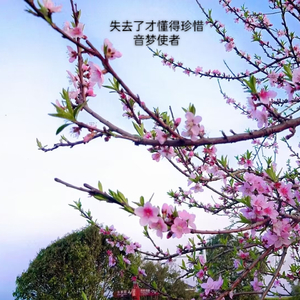 失去了才懂得珍惜 (伴奏)