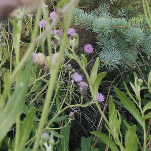 阳光多明媚而我在烂泥堆