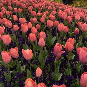 A slice of tulip