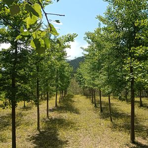 世外桃源（纯音乐）