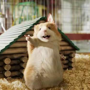 远冬（翻自 白一树—远冬）