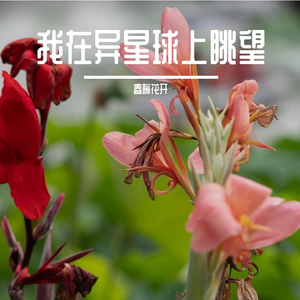 我在眺望