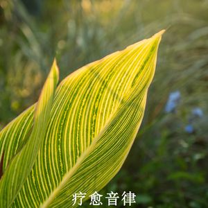 清新放松 治愈浮躁